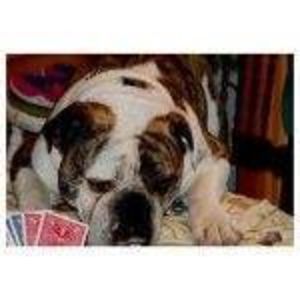 Meet your Posher, Beau